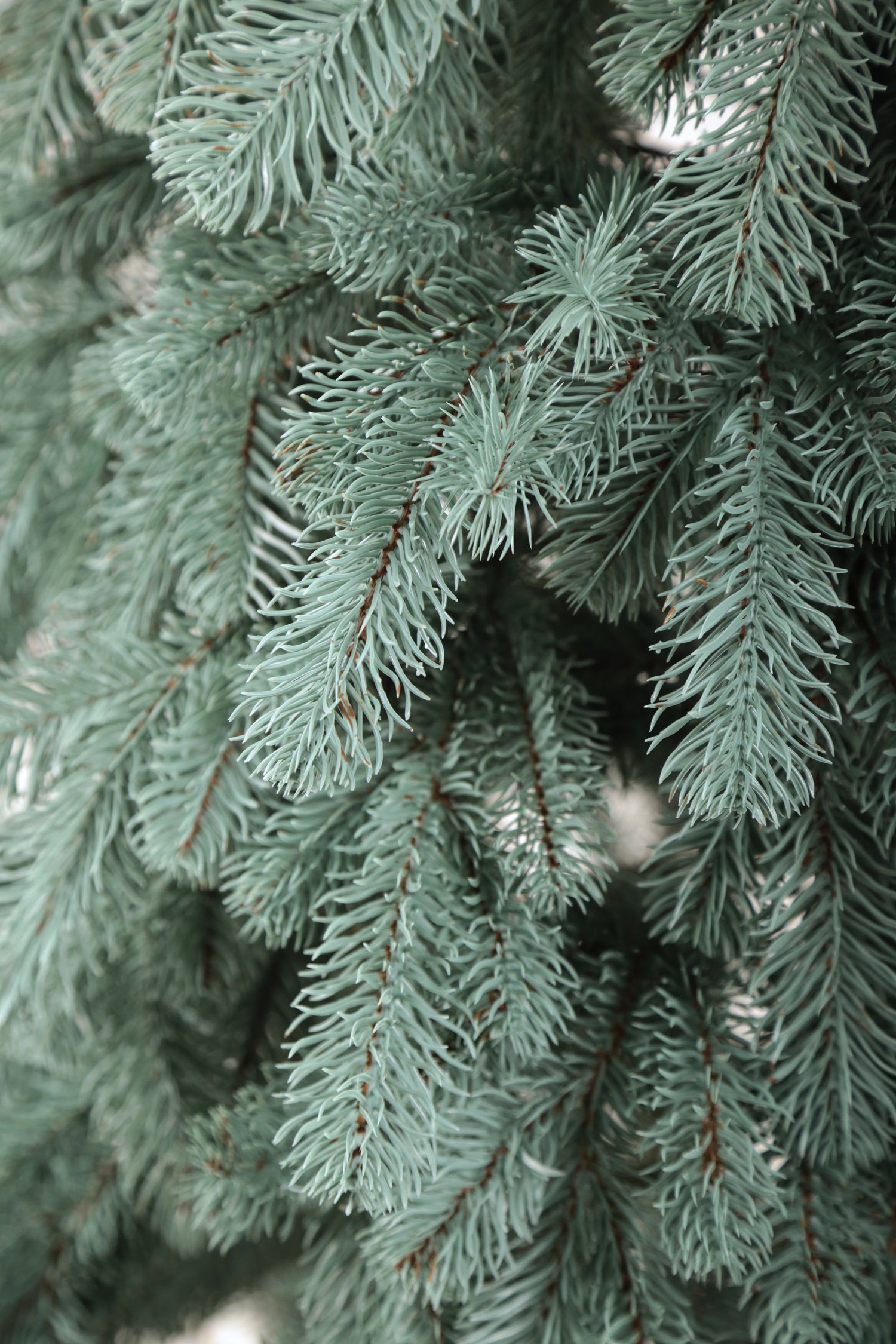 Royal Artificial Blue Christmas Tree 6-7 ft Metal Stand Realistic Holiday Home Decoration